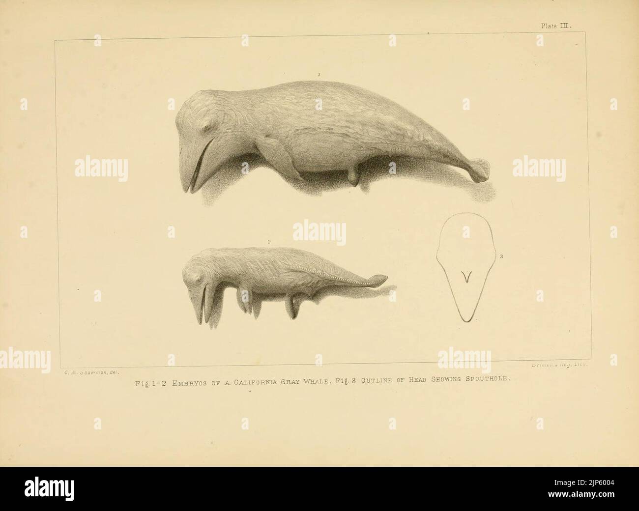The marine mammals of the north-western coast of North America (Plate ...