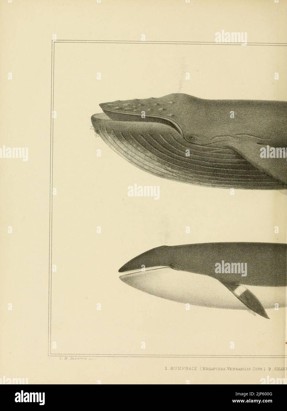 The marine mammals of the north-western coast of North America (Plate ...