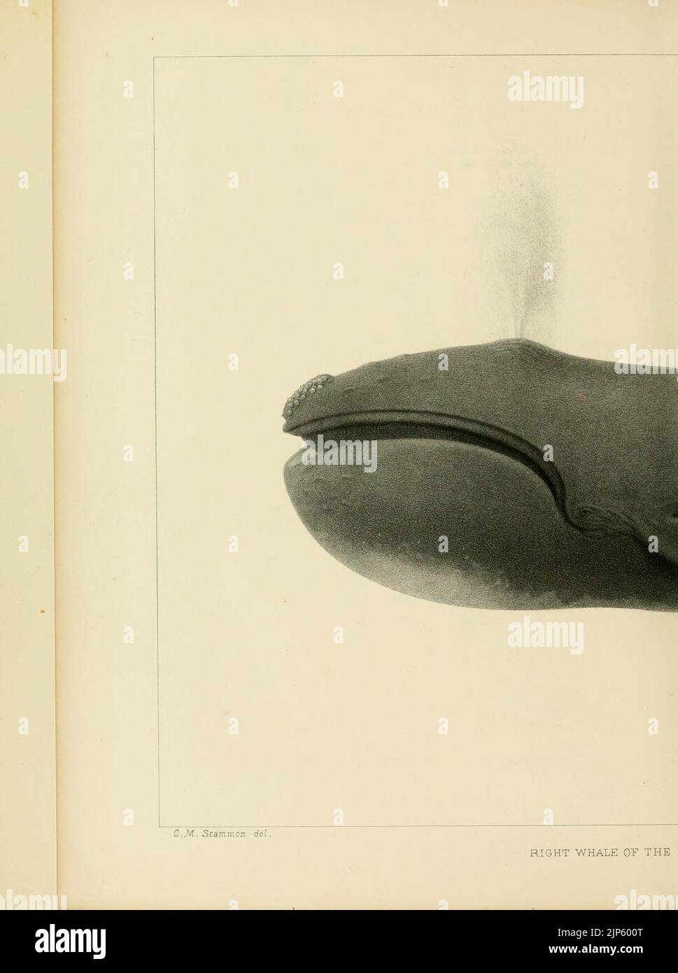 The marine mammals of the north-western coast of North America (Plate ...
