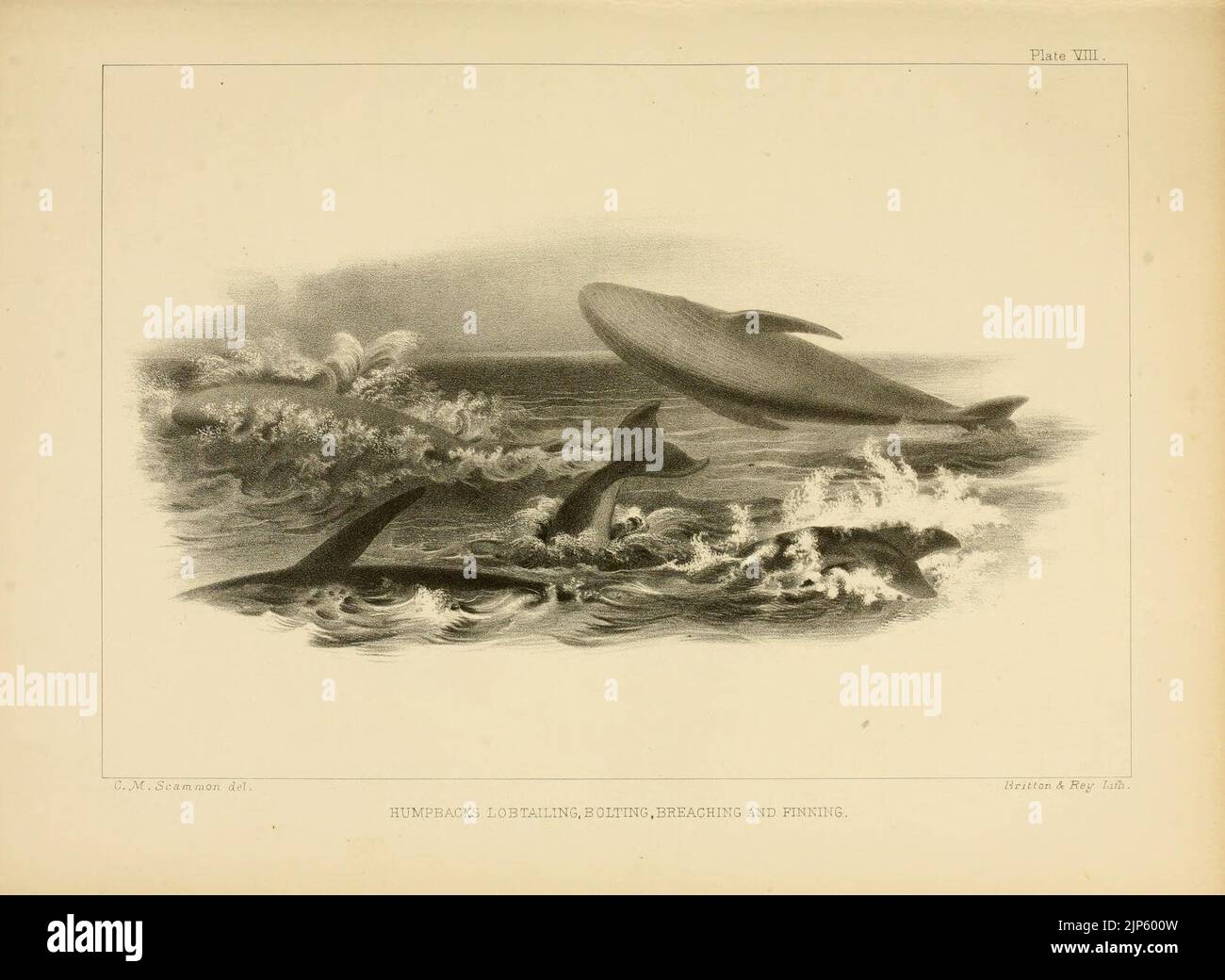 The marine mammals of the north-western coast of North America (Plate ...