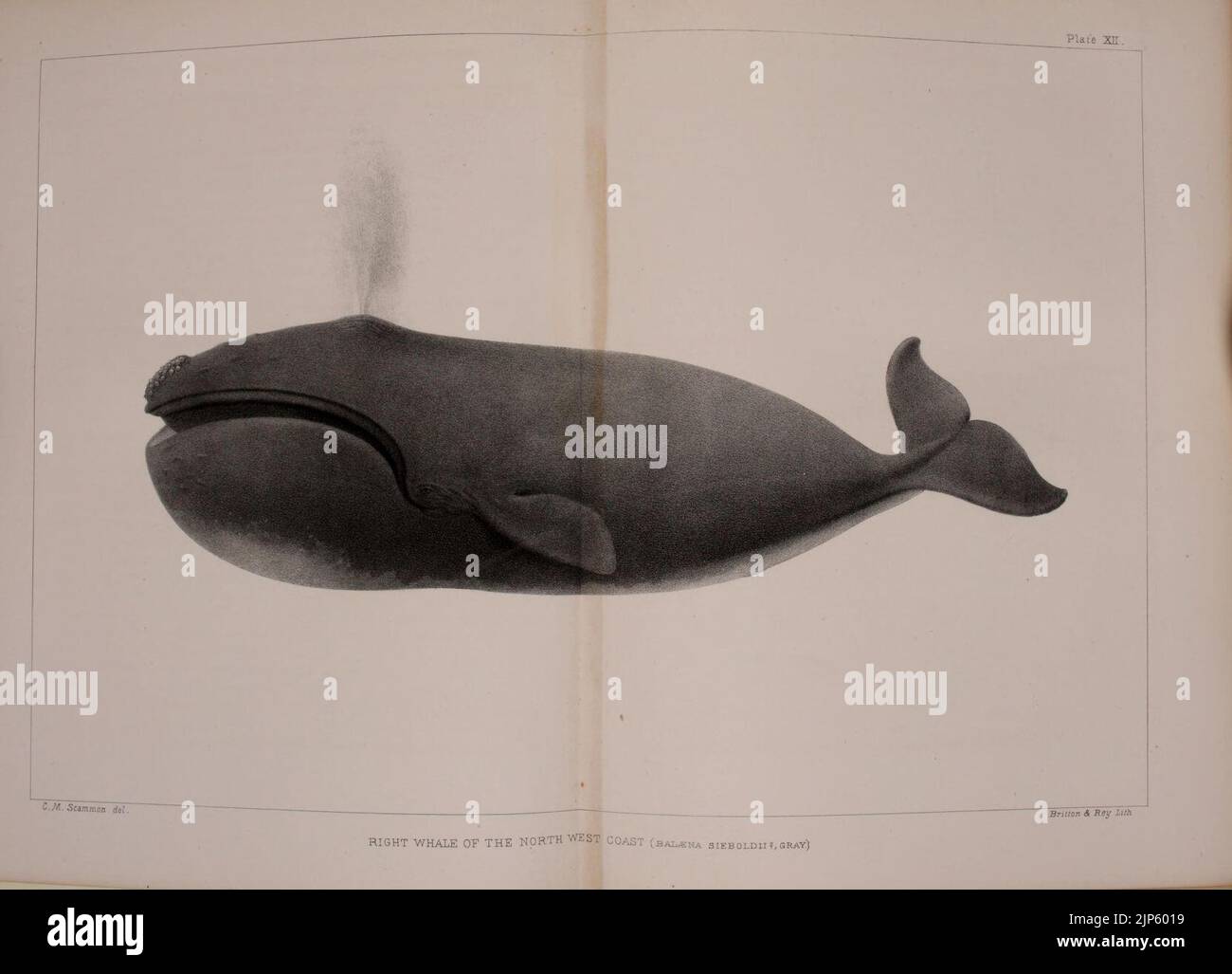 The marine mammals of the north-western coast of North America (Plate ...
