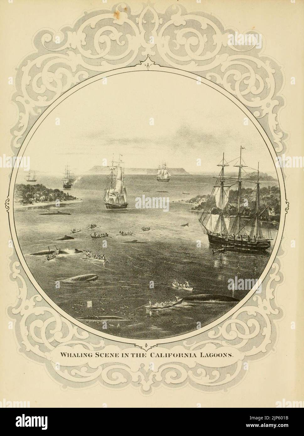 The marine mammals of the north-western coast of North America (Plate I ...