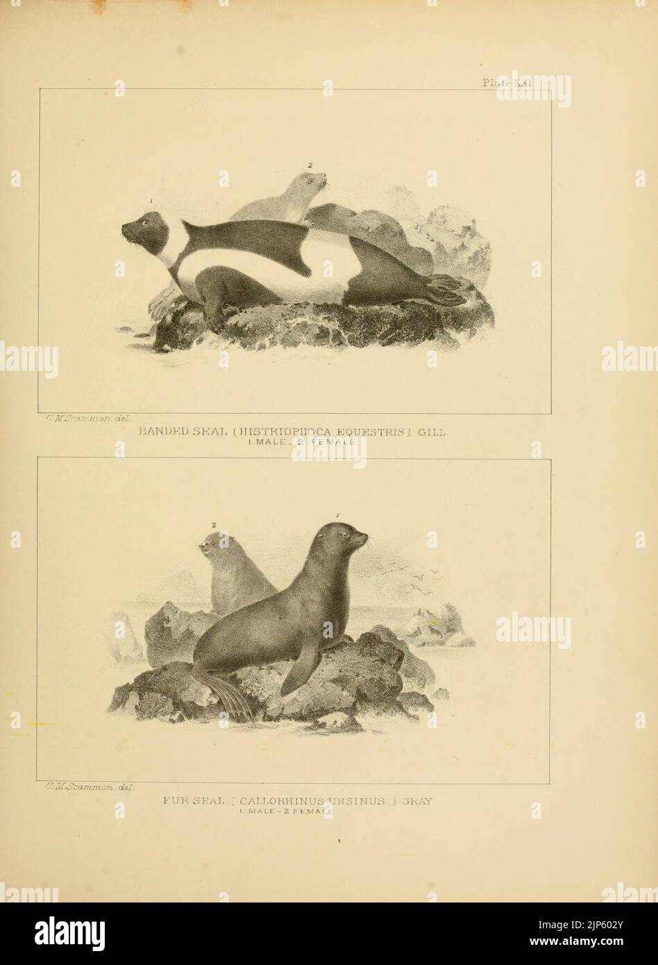 The marine mammals of the north-western coast of North America (Plate ...
