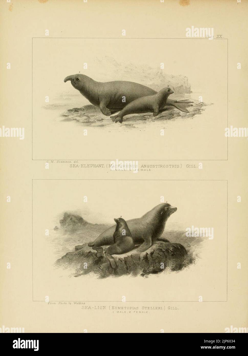 The marine mammals of the north-western coast of North America (Plate ...