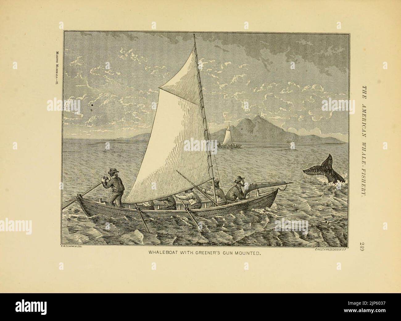 The marine mammals of the north-western coast of North America Stock ...