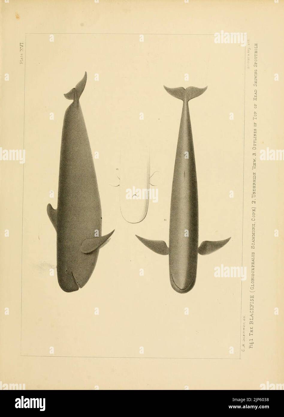 The marine mammals of the north-western coast of North America (Plate ...