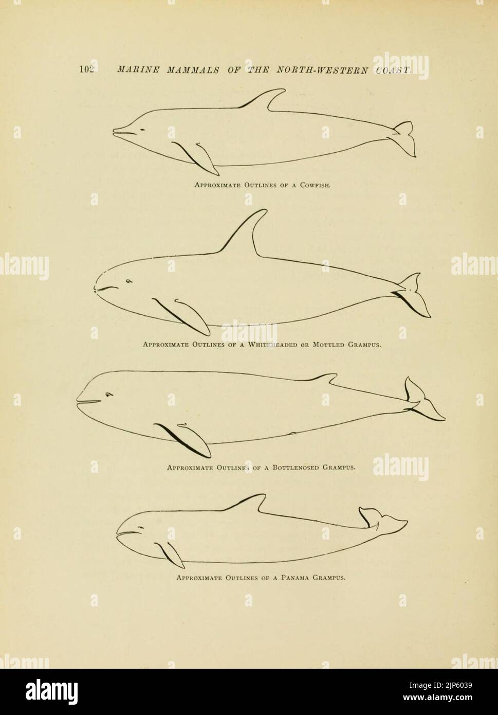 The marine mammals of the north-western coast of North America Stock ...