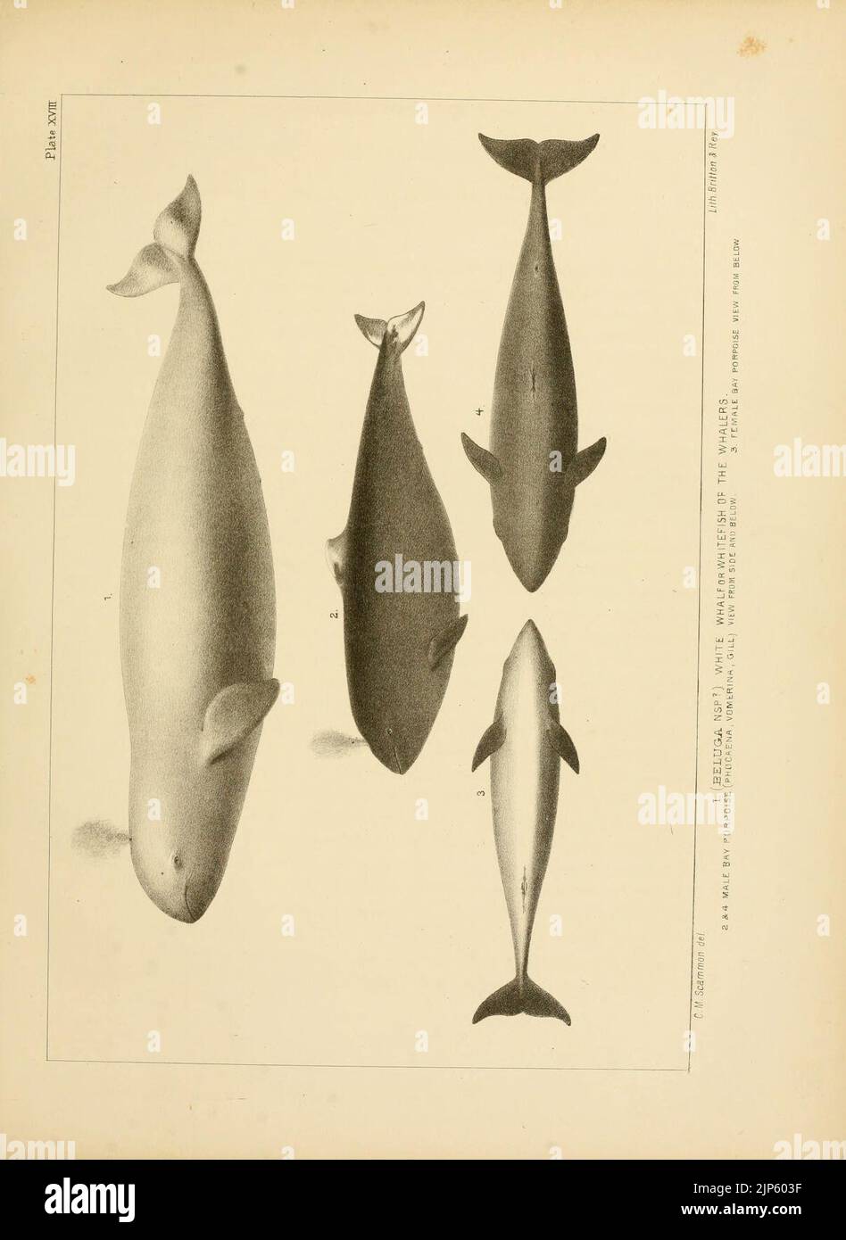 The marine mammals of the north-western coast of North America (Plate ...