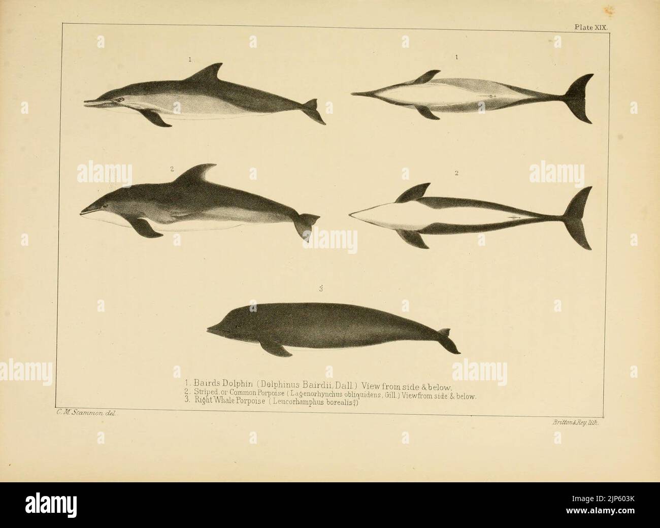 The marine mammals of the north-western coast of North America (Plate ...