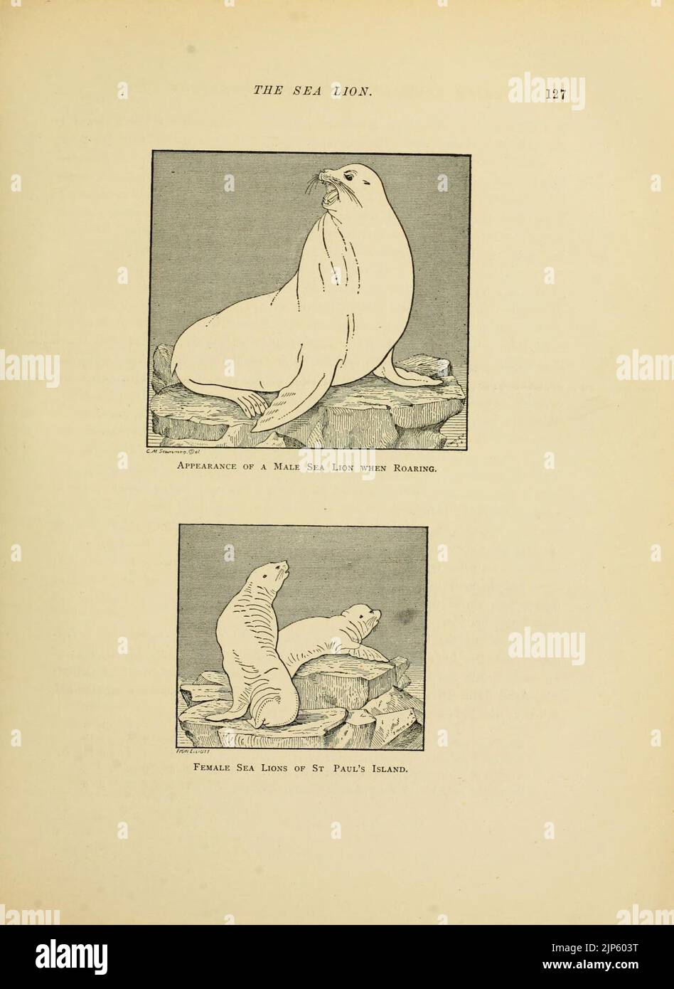 The marine mammals of the north-western coast of North America Stock ...