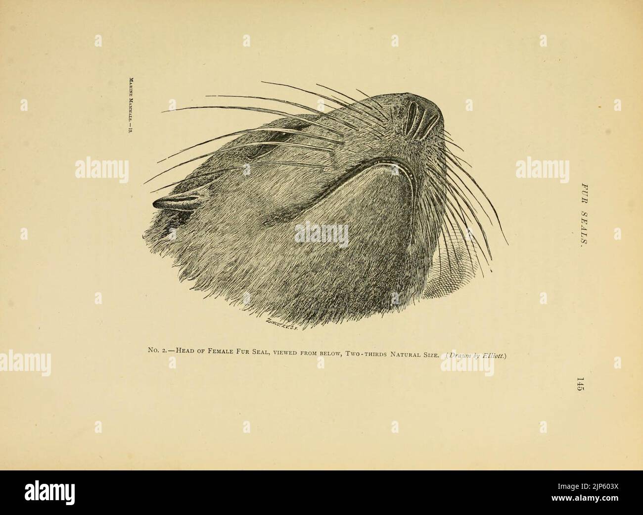 The marine mammals of the north-western coast of North America Stock ...