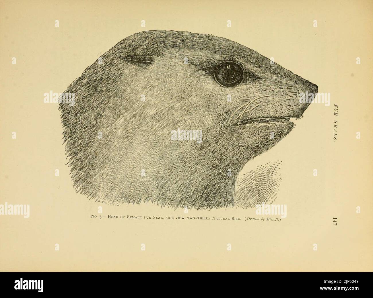 The marine mammals of the north-western coast of North America Stock ...