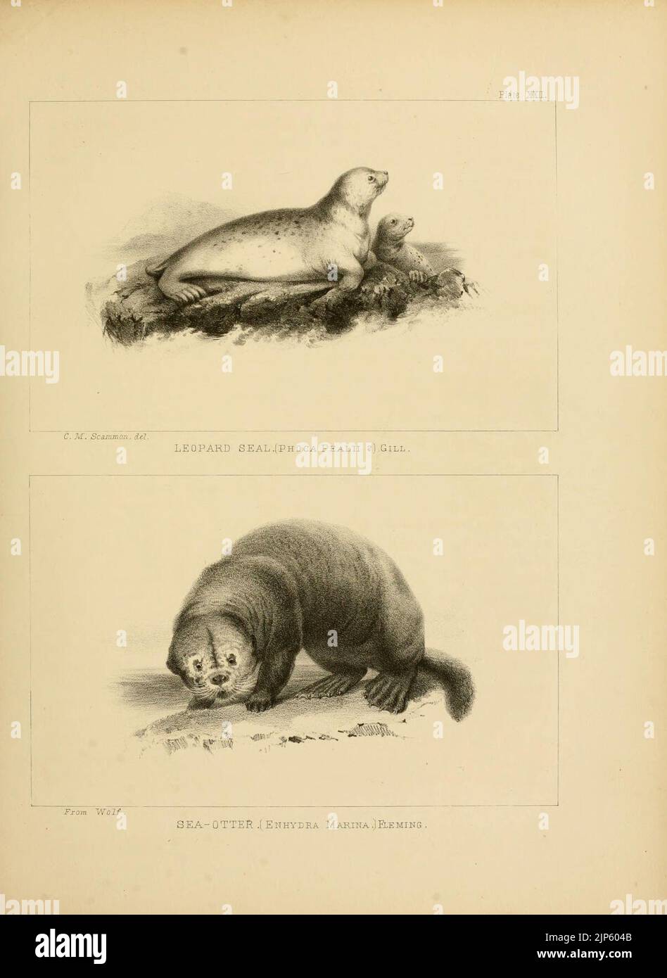 The marine mammals of the north-western coast of North America (Plate ...