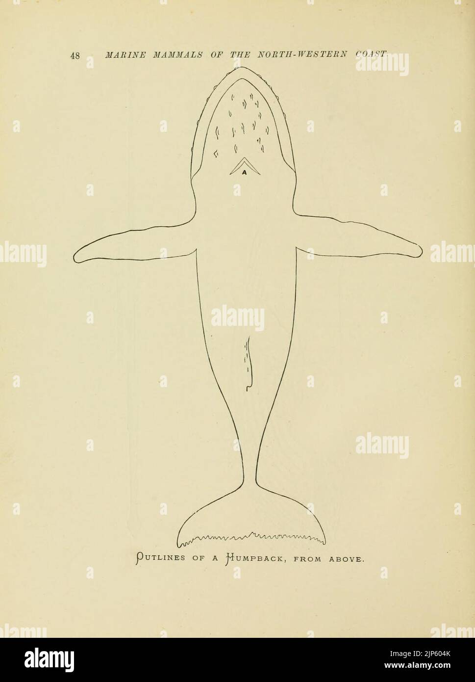 The marine mammals of the north-western coast of North America Stock ...