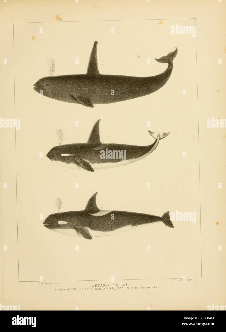 The marine mammals of the north-western coast of North America (Plate ...