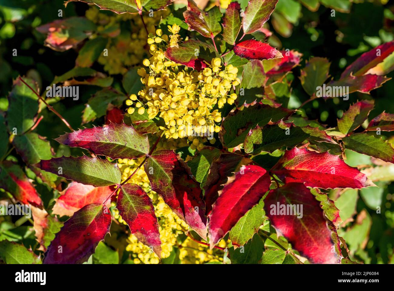 An Oregon Grape Bush has retained its colorful Fall foliage while blooming anew in the Spring. Stock Photo