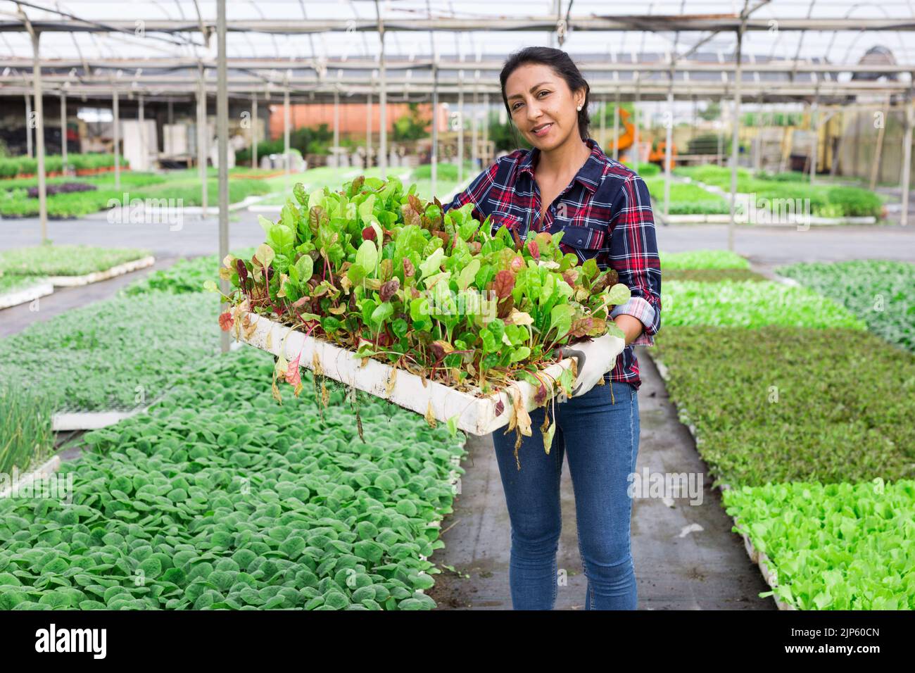 Female farmer drags box with spinach sprouts Stock Photo