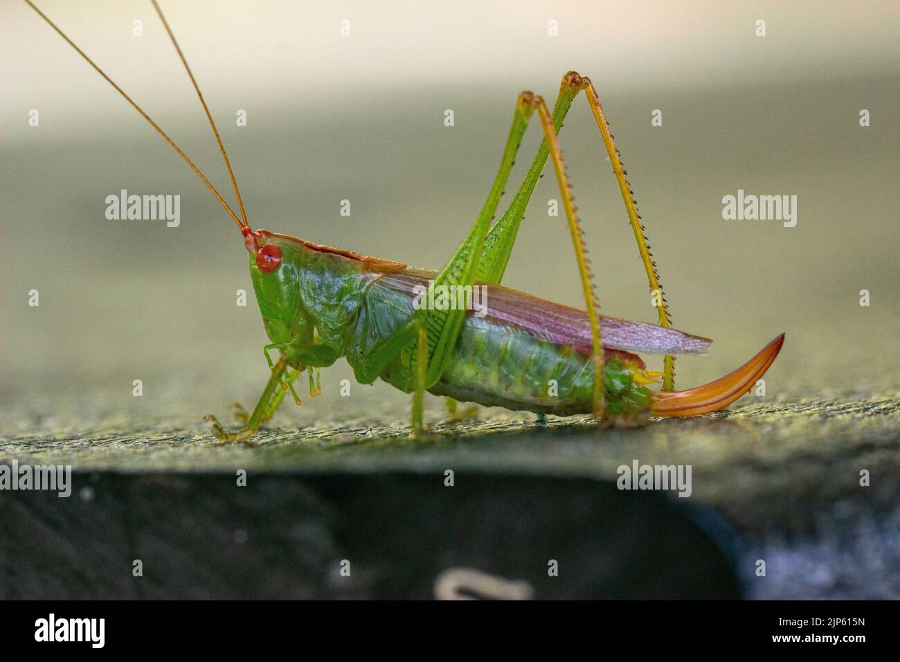 Colorful Grasshopper ready to jump Stock Photo