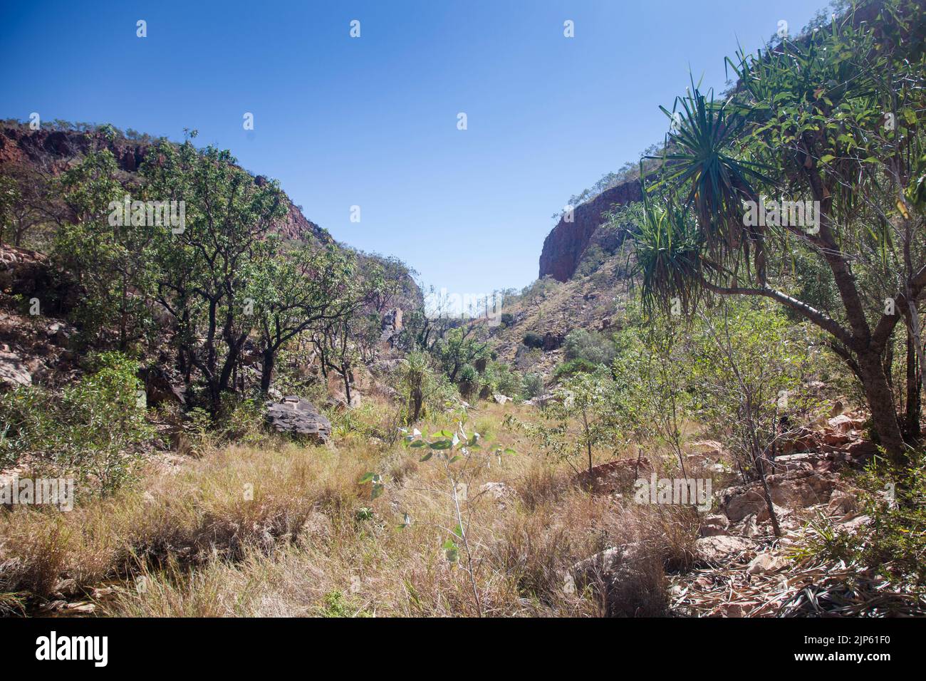 Screw pine (pandanus spiralis) and sandstone cliffs of the Cockburn