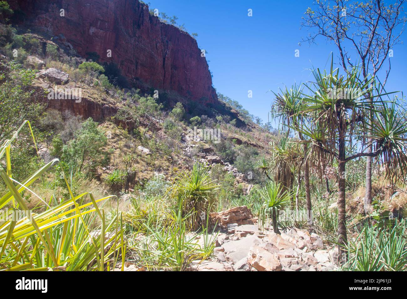 Screw pine (pandanus spiralis) and sandstone cliffs of the Cockburn