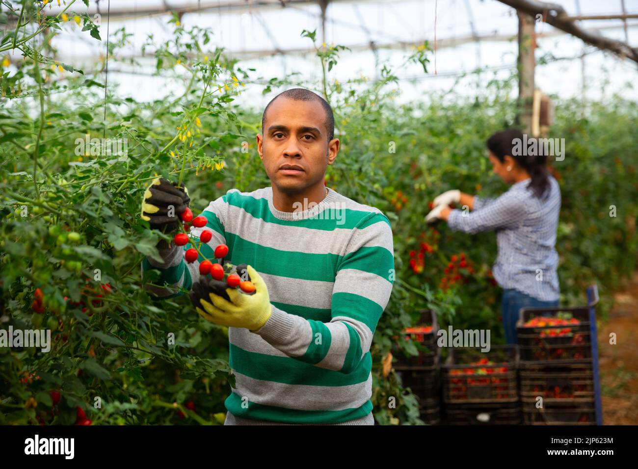 Two hispanic gardeners harvesting tomatoes in greenhouse Stock Photo ...
