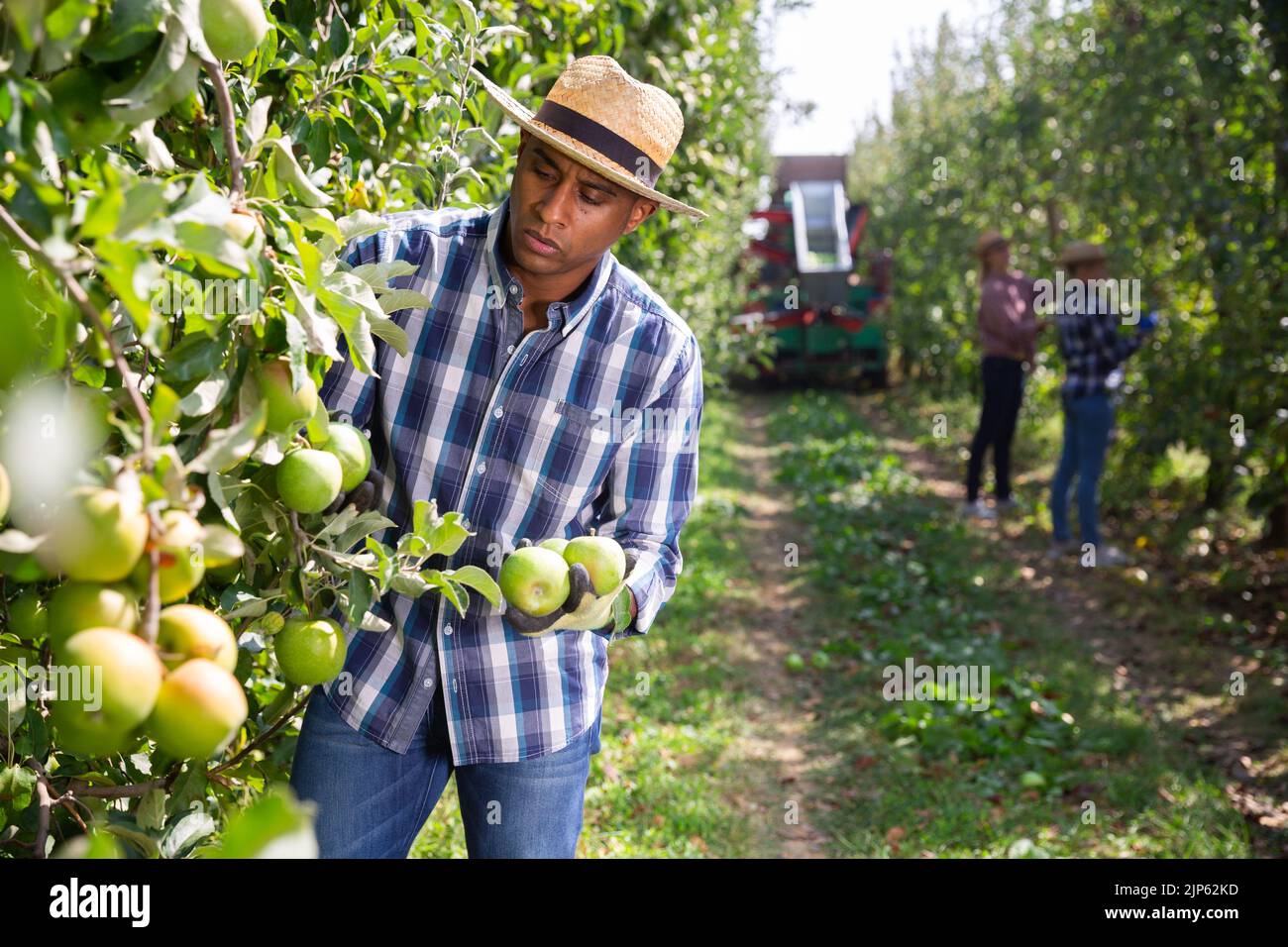 Positive latino farmer harvesting ripe apples in garden Stock Photo Alamy