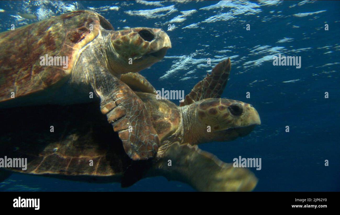 TURTLES, TURTLE: THE INCREDIBLE JOURNEY, 2009 Stock Photo