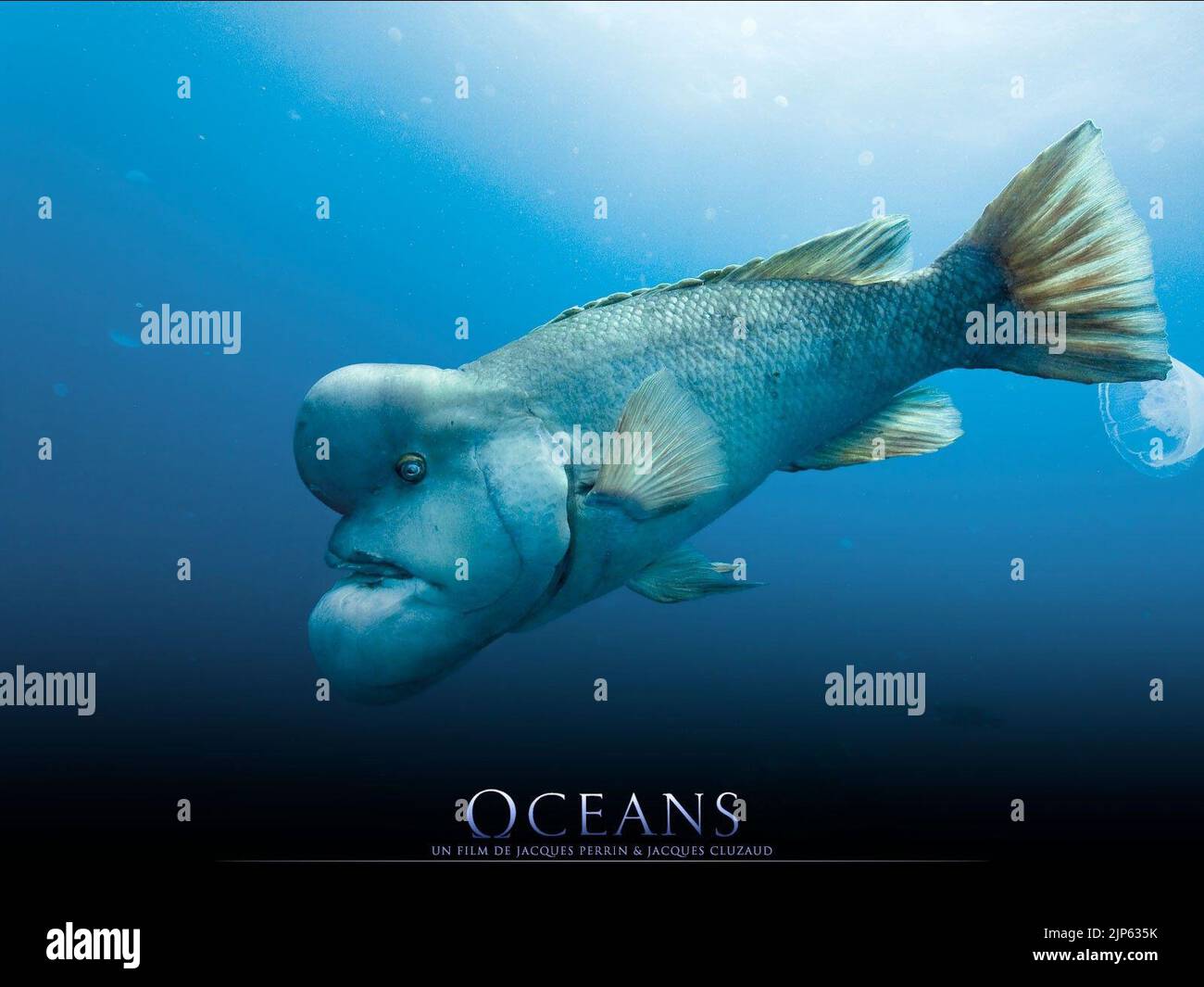 Asian sheepshead wrasse hi-res stock photography and images - Alamy