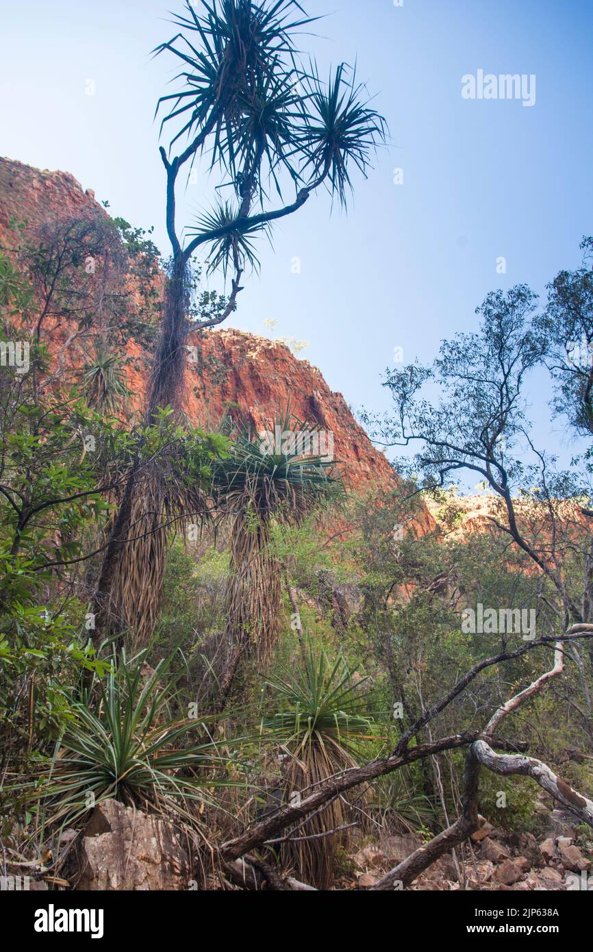 Screw pine (pandanus spiralis) and sandstone cliffs of the Cockburn Range on the way to Emma Gorge, Gibb RIver Road,  East Kimberley Stock Photo
