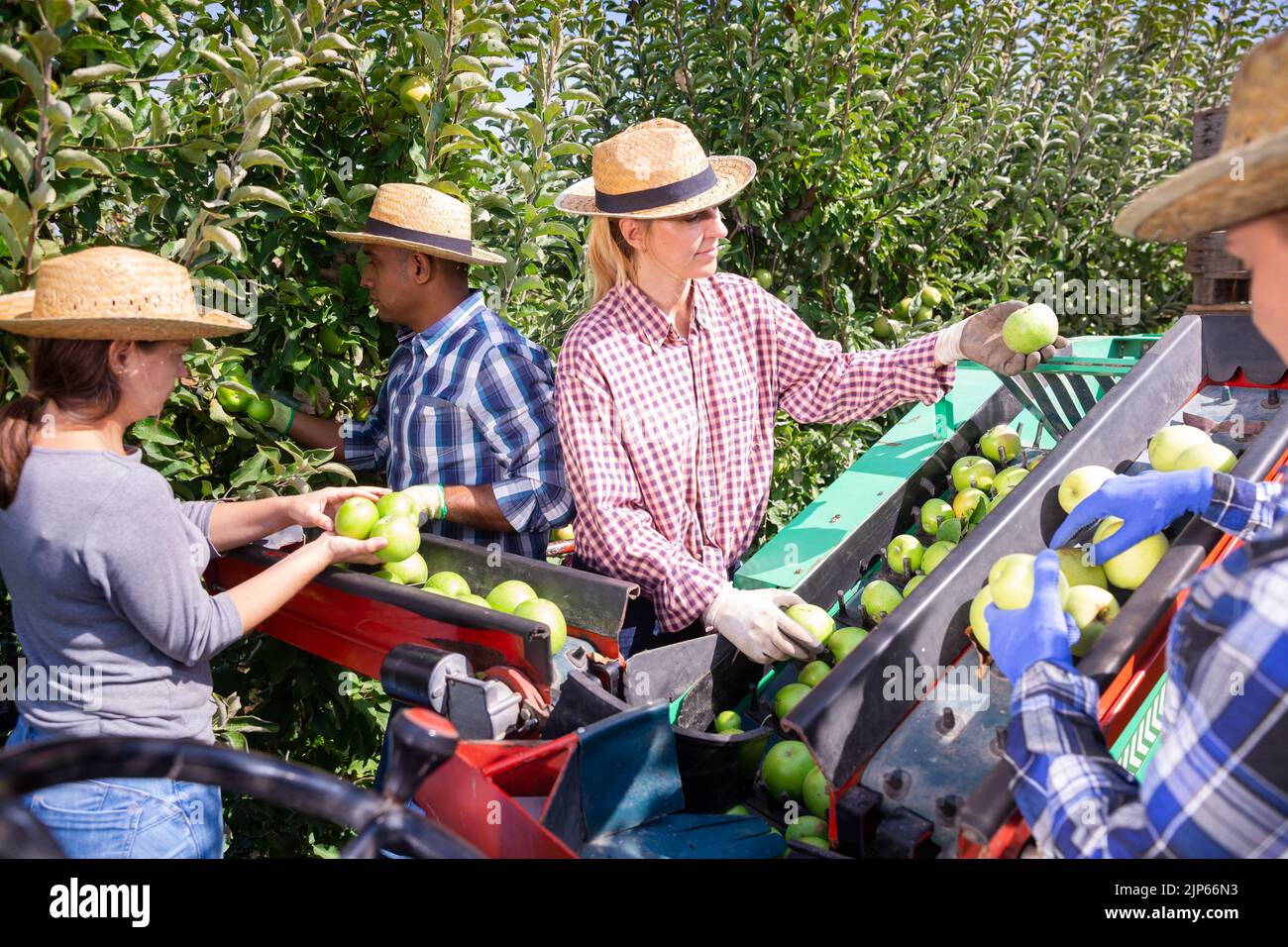 Team of workers pick ripe apples and place them on sorting platform ...