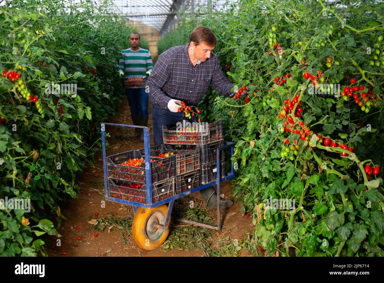Multinational team of gardeners harvesting tomatoes in greenhouse Stock ...
