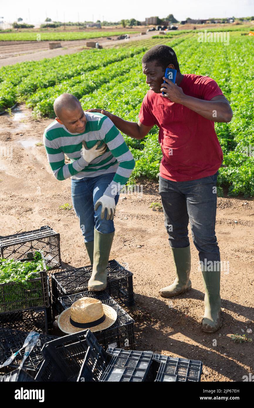Latin american farm worker feeling chest pain, african workmate calling doctor Stock Photo