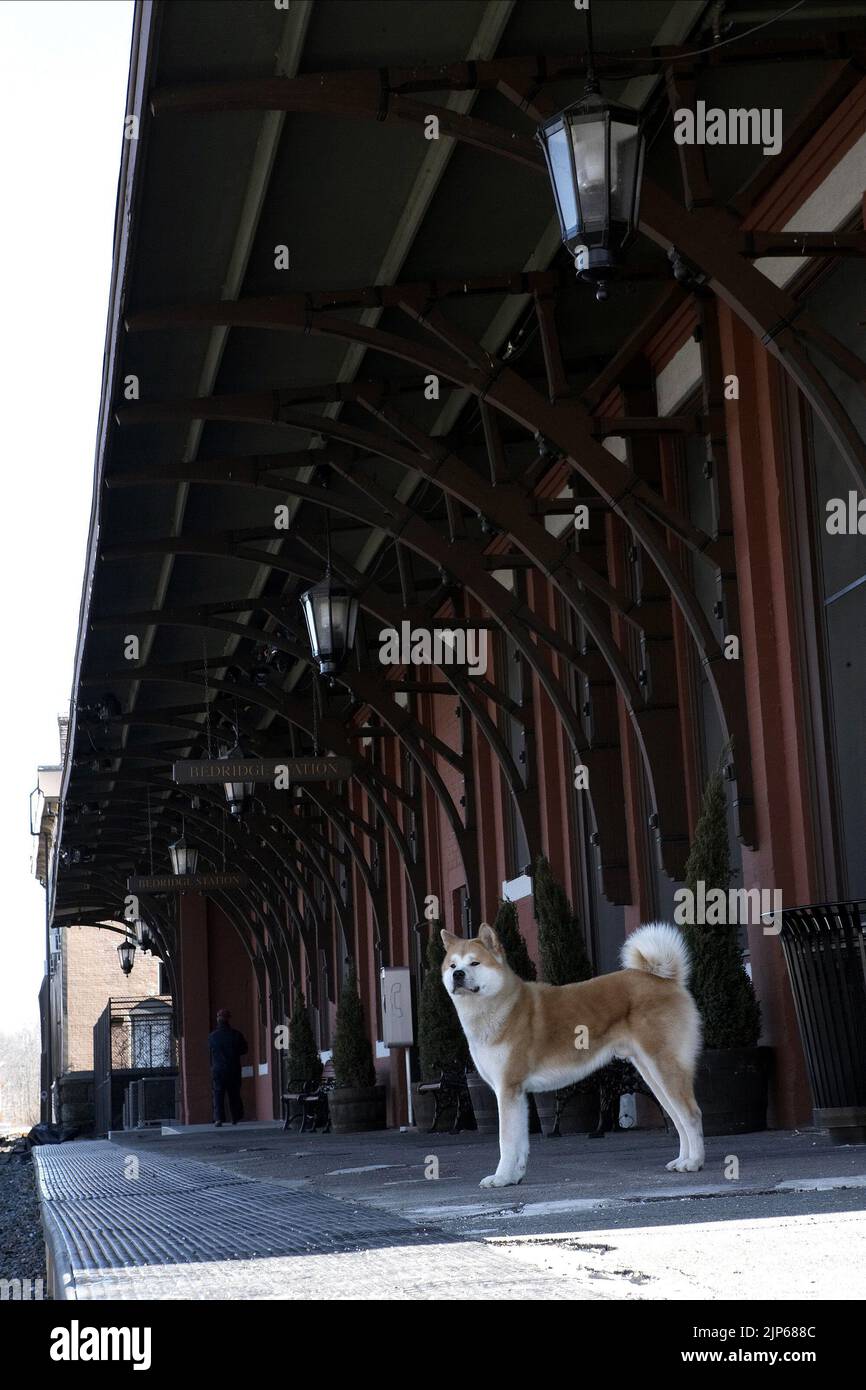 Hachiko dogs hires stock photography and images Alamy