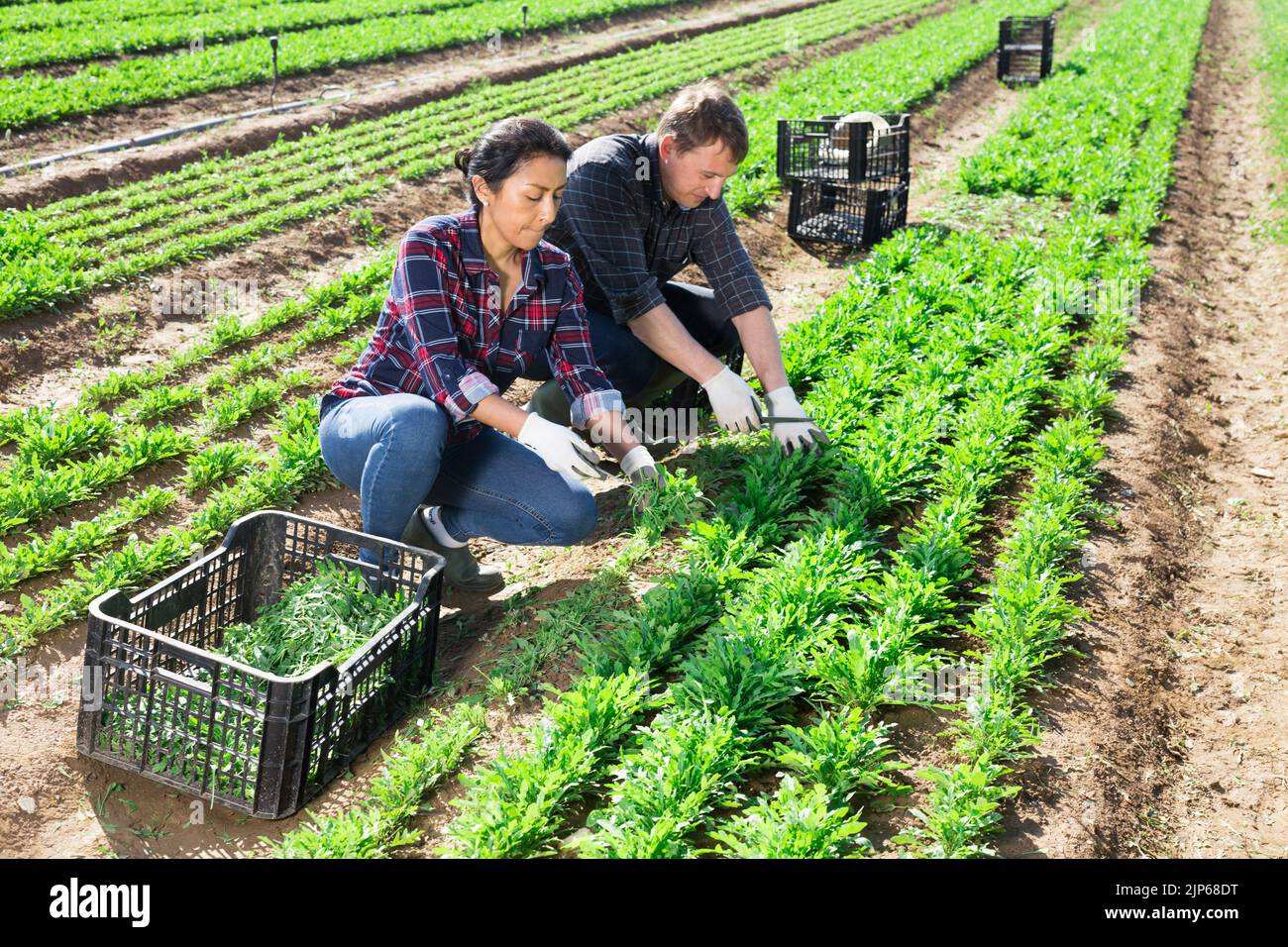 Hispanic female farmer with husband harvesting arugula Stock Photo