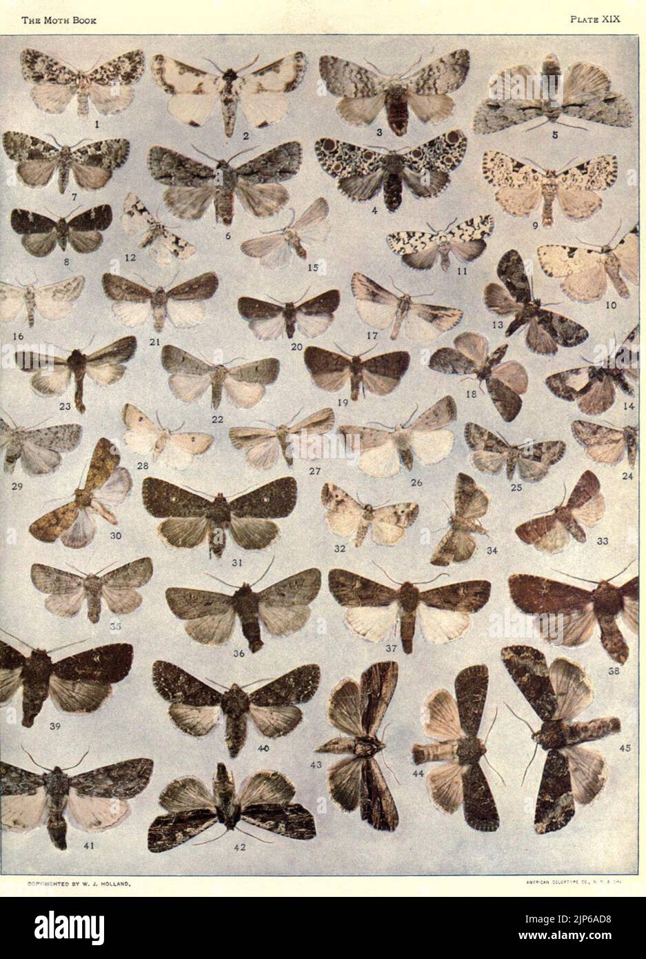The moth book (Plate XIX) Stock Photo