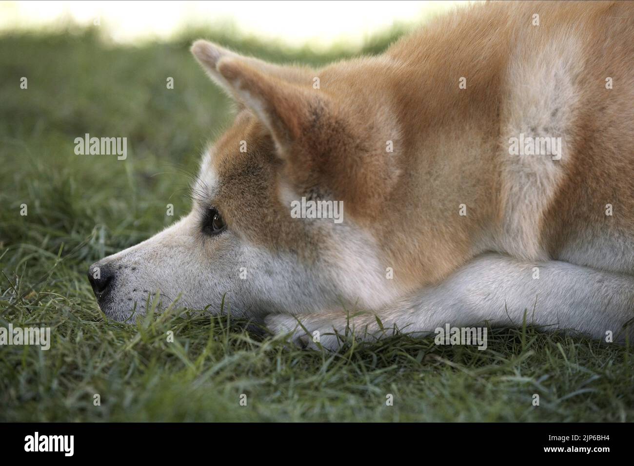 HACHIKO, HACHIKO A DOG'S STORY , 2009 Stock Photo Alamy