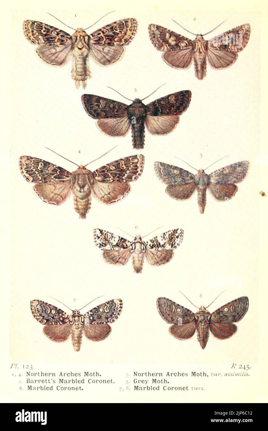 The moths of the British Isles Stock Photo - Alamy