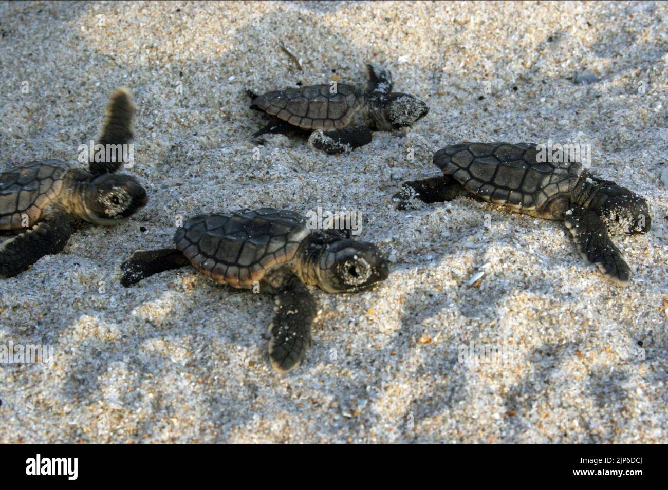 BABY TURTLES, TURTLE: THE INCREDIBLE JOURNEY, 2009 Stock Photo