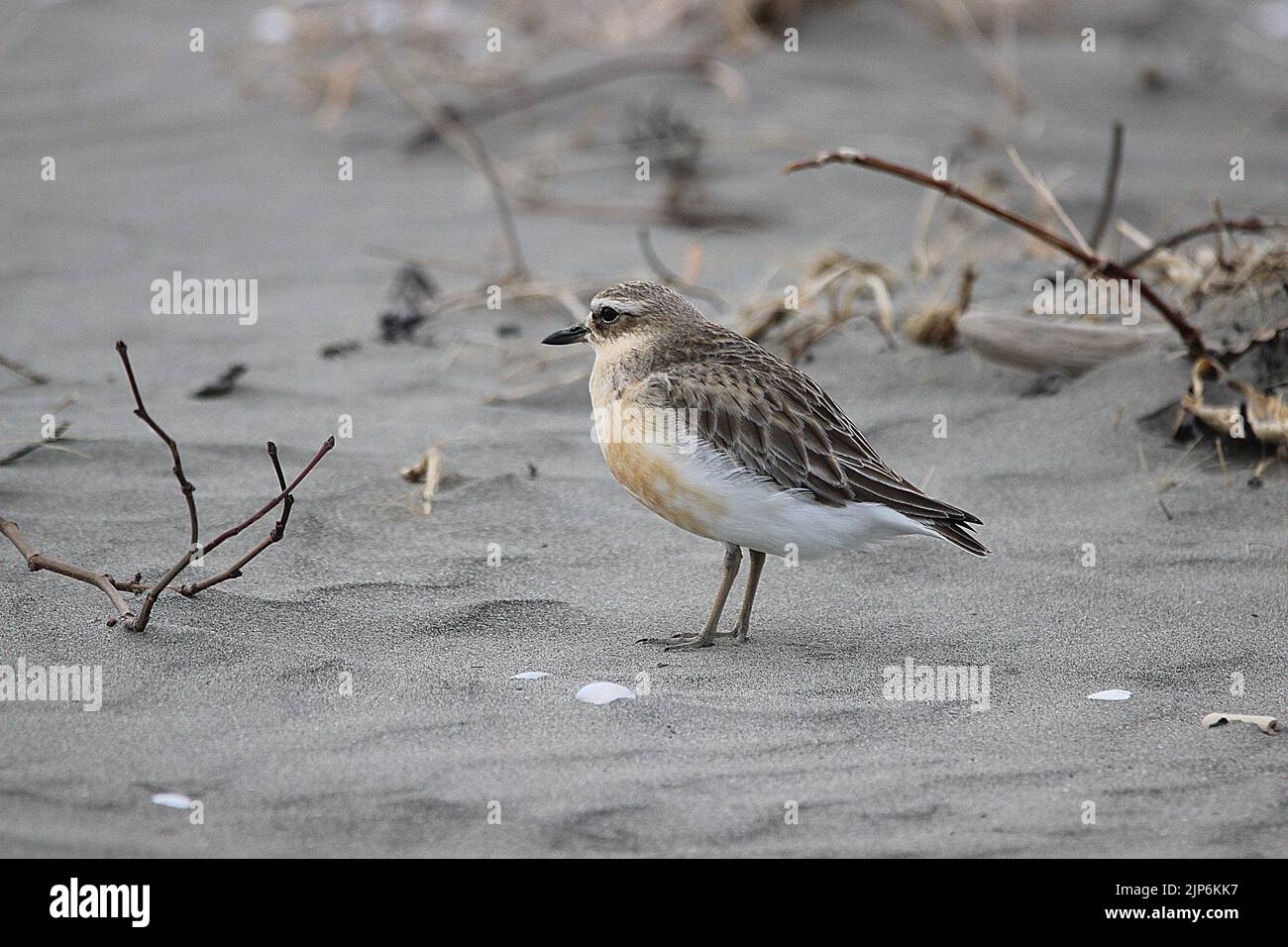 Male and female New Zealand dotteral (Charadrius obscurus) in breeding plumage Stock Photo