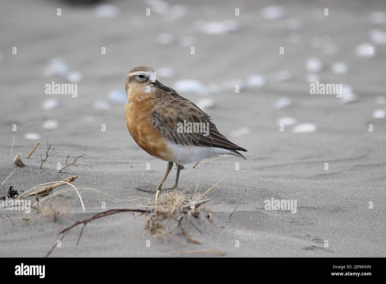 Male and female New Zealand dotteral (Charadrius obscurus) in breeding plumage Stock Photo