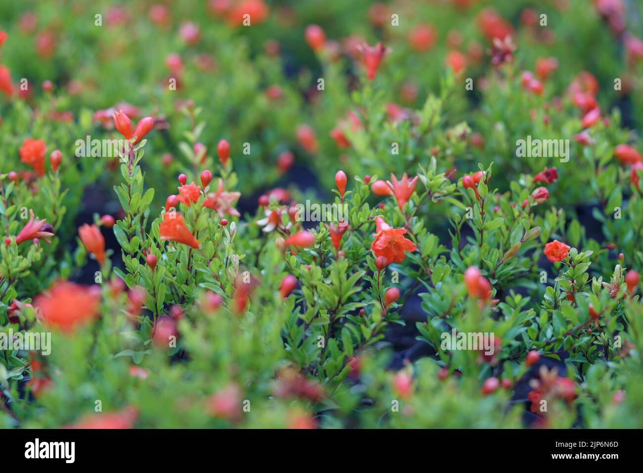 Closeup of blooming pomegranate trees with flowers and fruits in pots