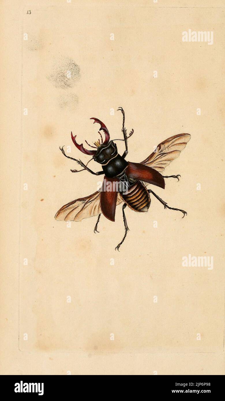 The natural history of British insects (6070534078 Stock Photo - Alamy