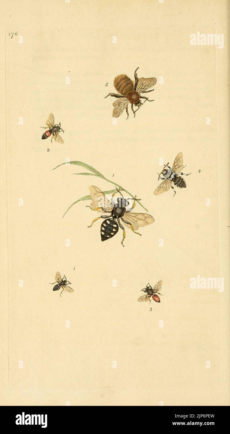 Britishcommenn Inspring Insects The natural history of British insects (Plate 376 Stock Photo - Alamy