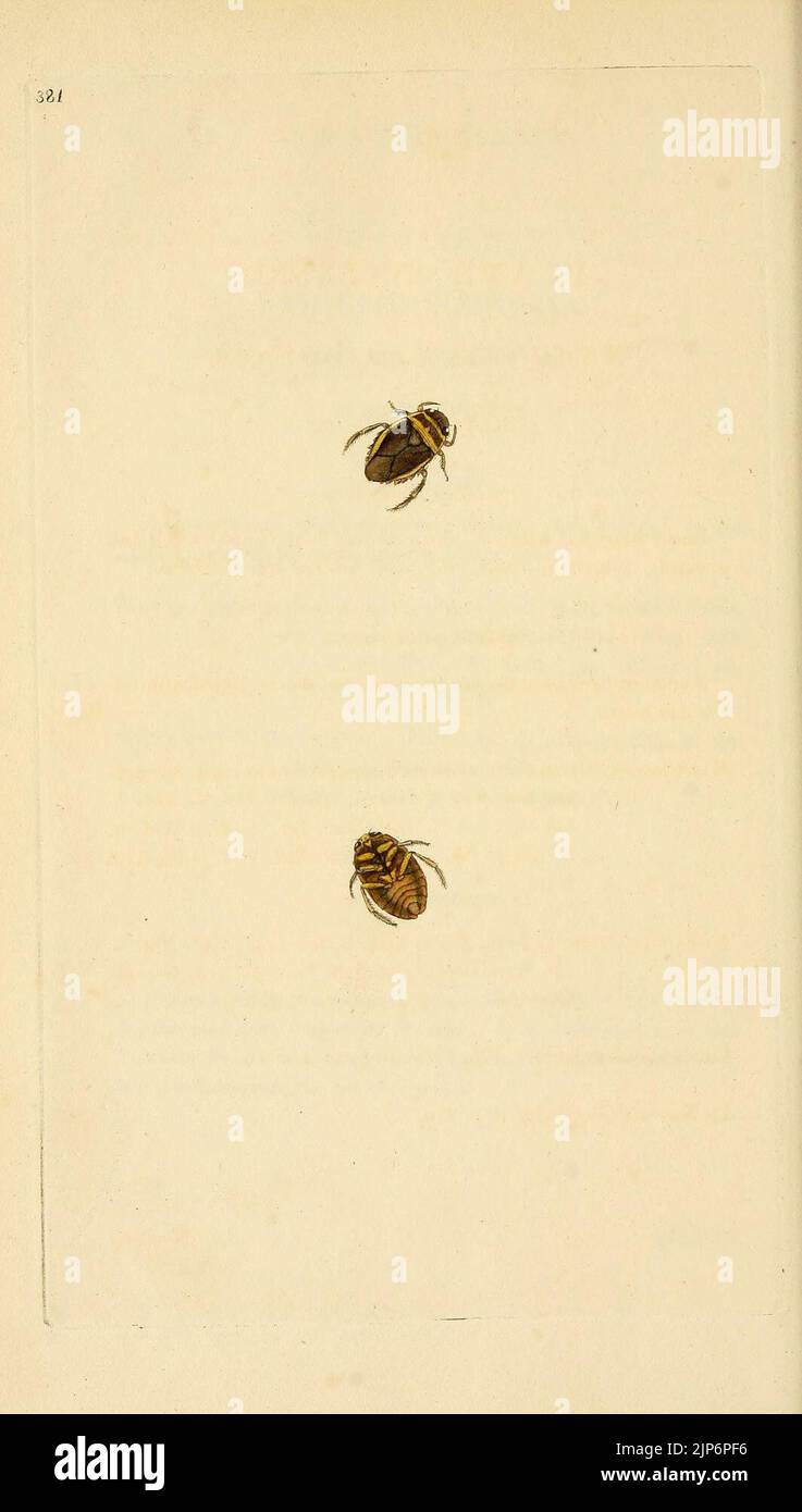 The natural history of British insects (Plate 381 Stock Photo - Alamy
