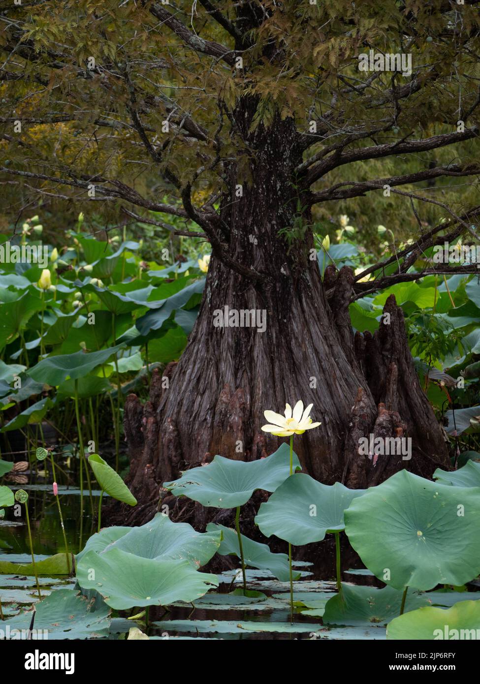 Single yellow lotus flower or Nelumbo lutea, in front of the trunk of a Bald Cypress tree in a pond in Sheldon Lake State Park in Texas. Stock Photo