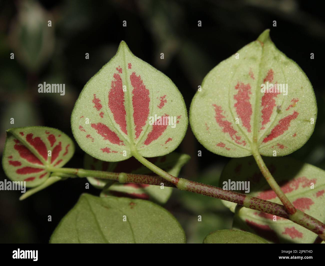 Underside of the leaves of Peperomia urocarpa Stock Photo