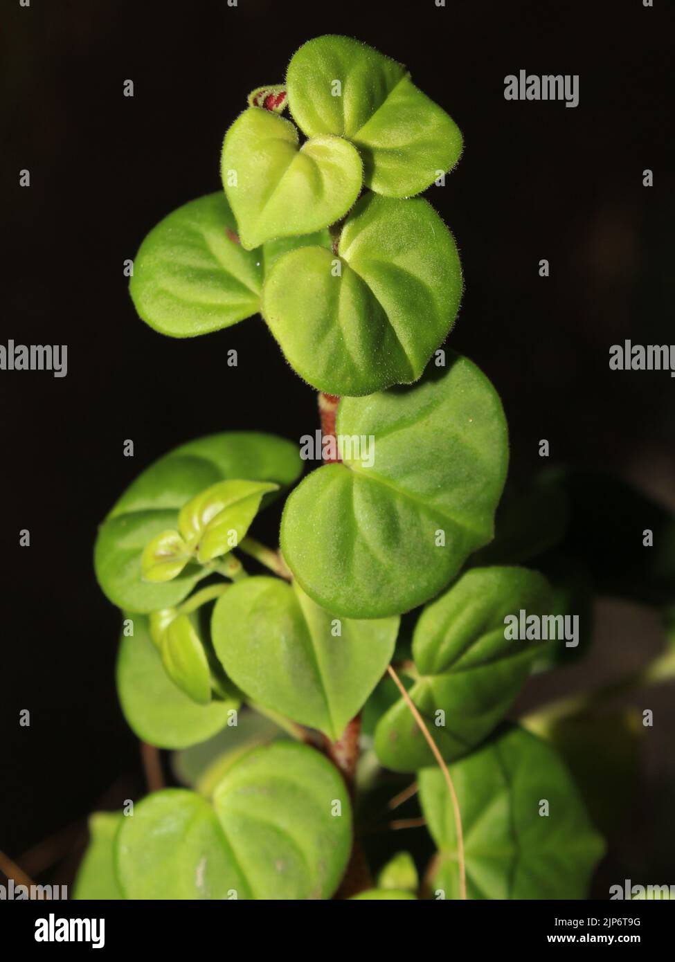 Leaves of Peperomia urocarpa from Costa Rica Stock Photo