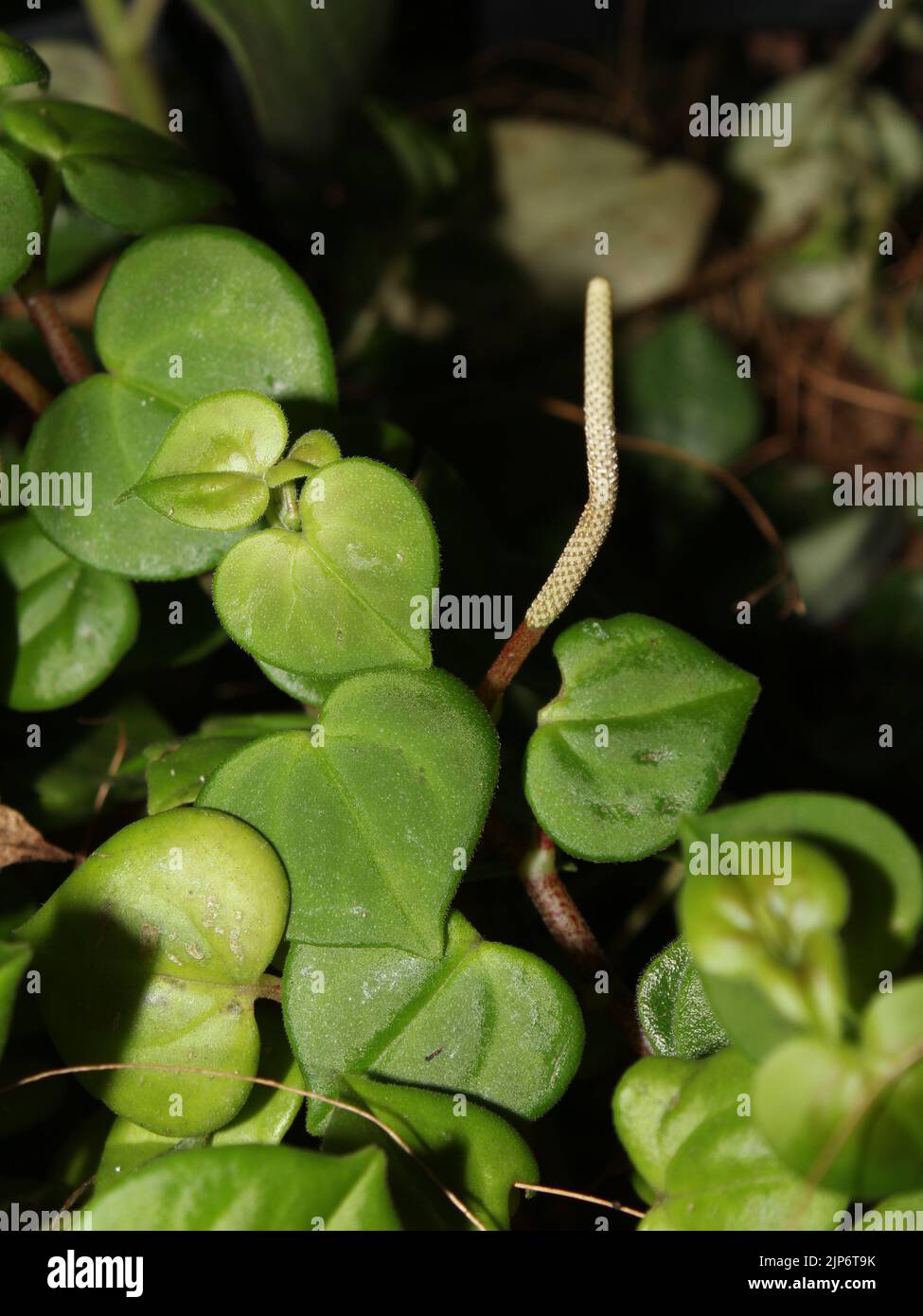 Leaves and inflorescence of Peperomia urocarpa from Costa Rica Stock Photo