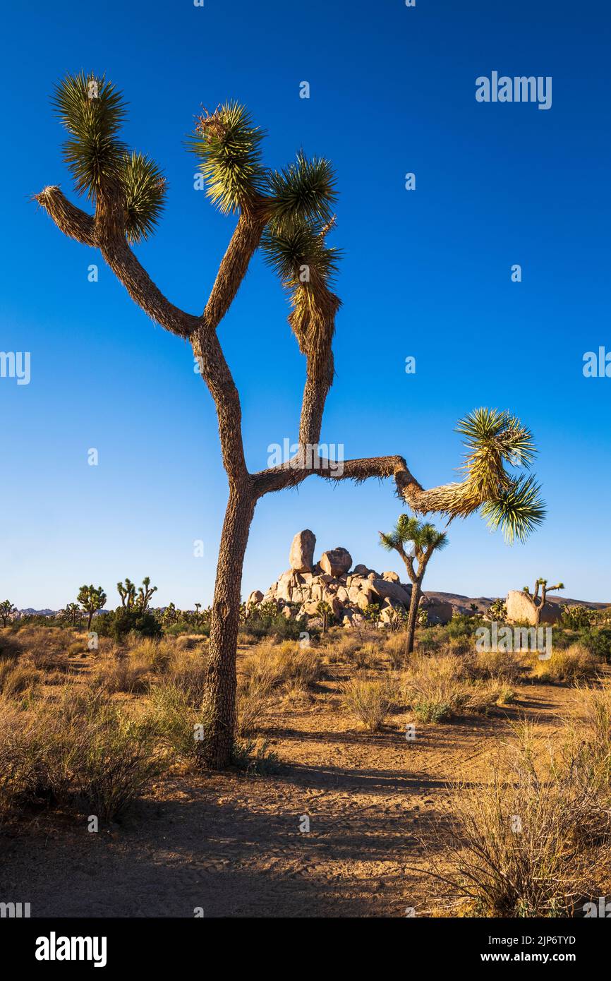 Joshua tree and Headstone Rock, Joshua Tree National Park, California ...