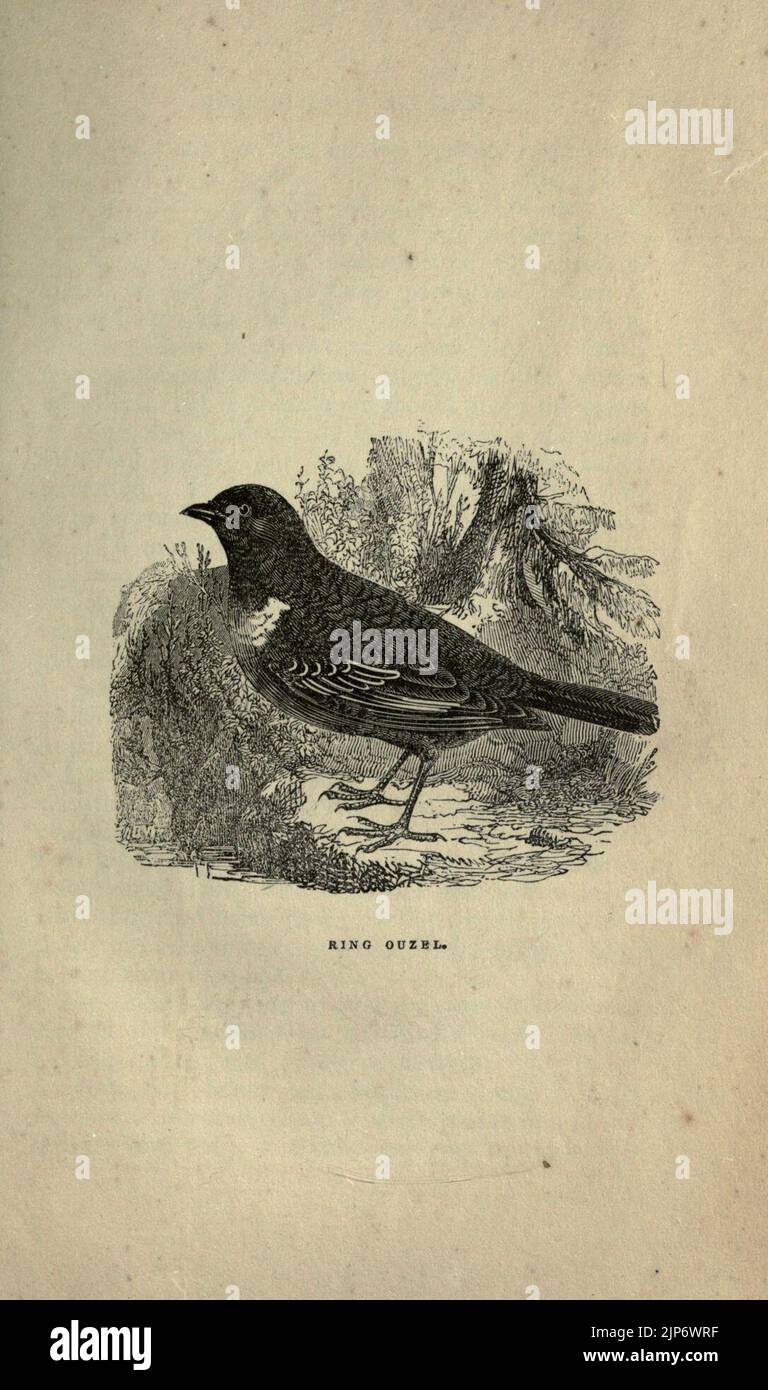 The Natural History Of Selborne Stock Photo Alamy